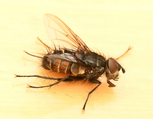 Hyalurgus cinctus