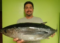 Thunnus alalunga