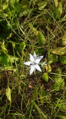 Lomatogonium rotatum