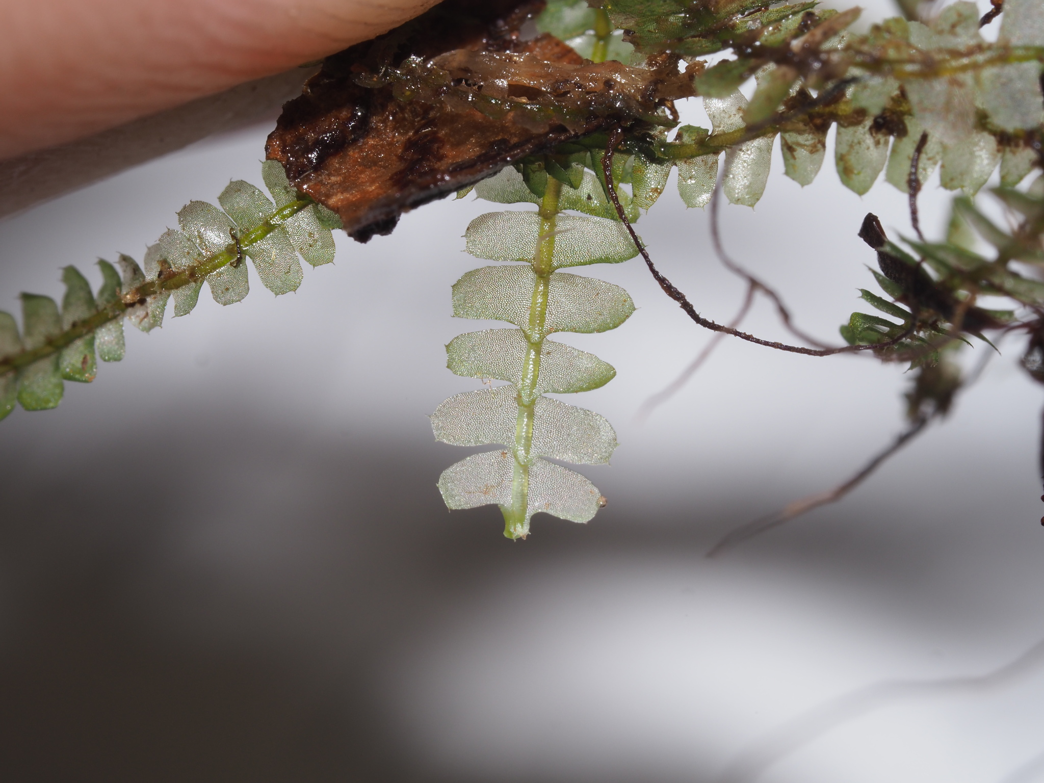 Chiloscyphus greenwelliae
