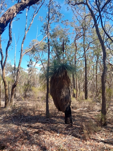Image of Xanthorrhoea glauca by (c) Corey Koala, some rights reserved (CC BY)