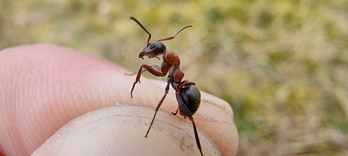 Red-barbed Ant, 6581 EB Malden, Holandia, photo 9 of 10