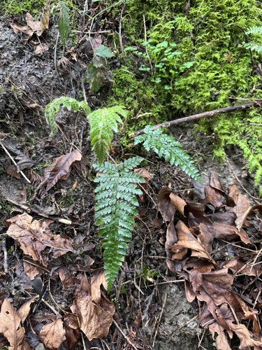Polystichum polyblepharon iNat (3)