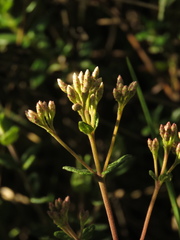 Chromolaena bullata