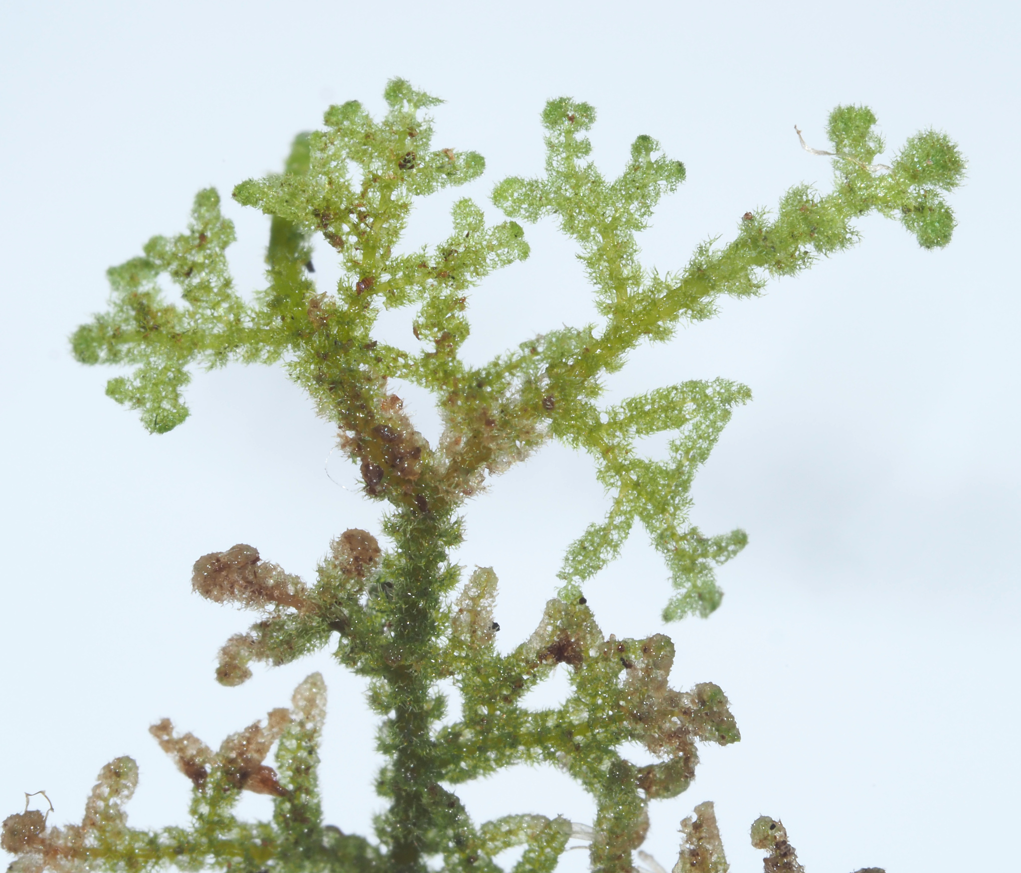 Trichocolea gracillima