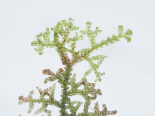 Trichocolea gracillima