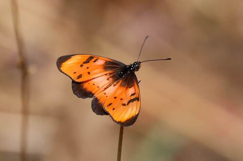 Natal Acraea