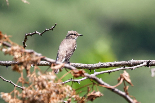 Spotted Flycatcher