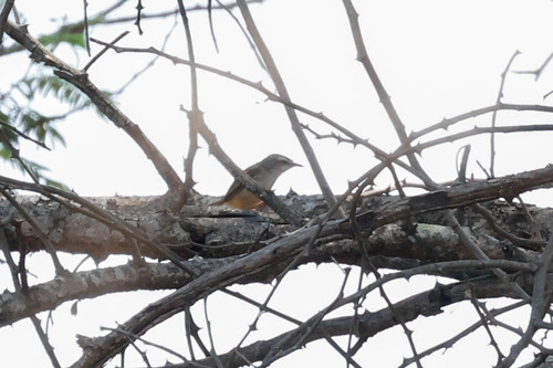 Long-billed Crombec