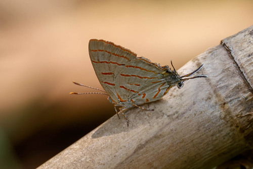 Azure Hairstreak
