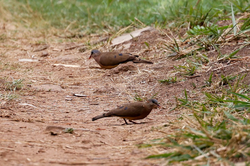 Blue-spotted Wood-Dove