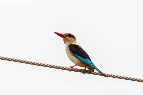 Brown-hooded Kingfisher