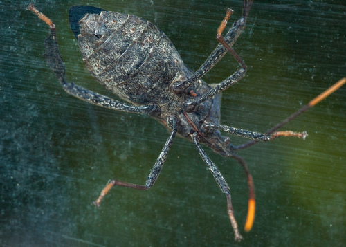 Acanthocephala terminalis, photo 6 of 8