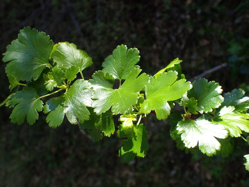 Image of Ribes californicum by (c) George Williams, some rights reserved (CC BY)