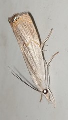 Parapediasia decorellus