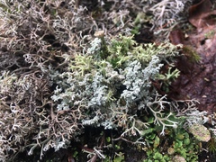 Stereocaulon saxatile