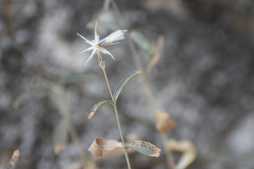 Image of Brickellia venosa by no rights reserved