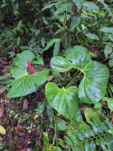 Foto de Antúrio