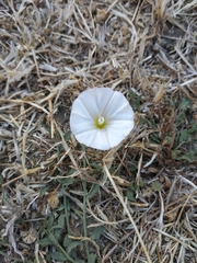 Calystegia subacaulis