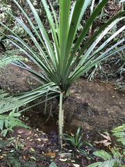 Liliopsida