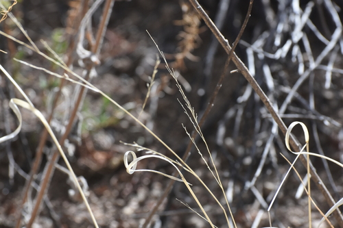 Image of Panicum hallii by no rights reserved