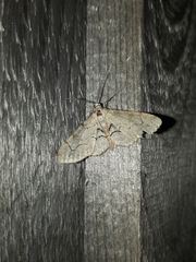 Iridopsis larvaria