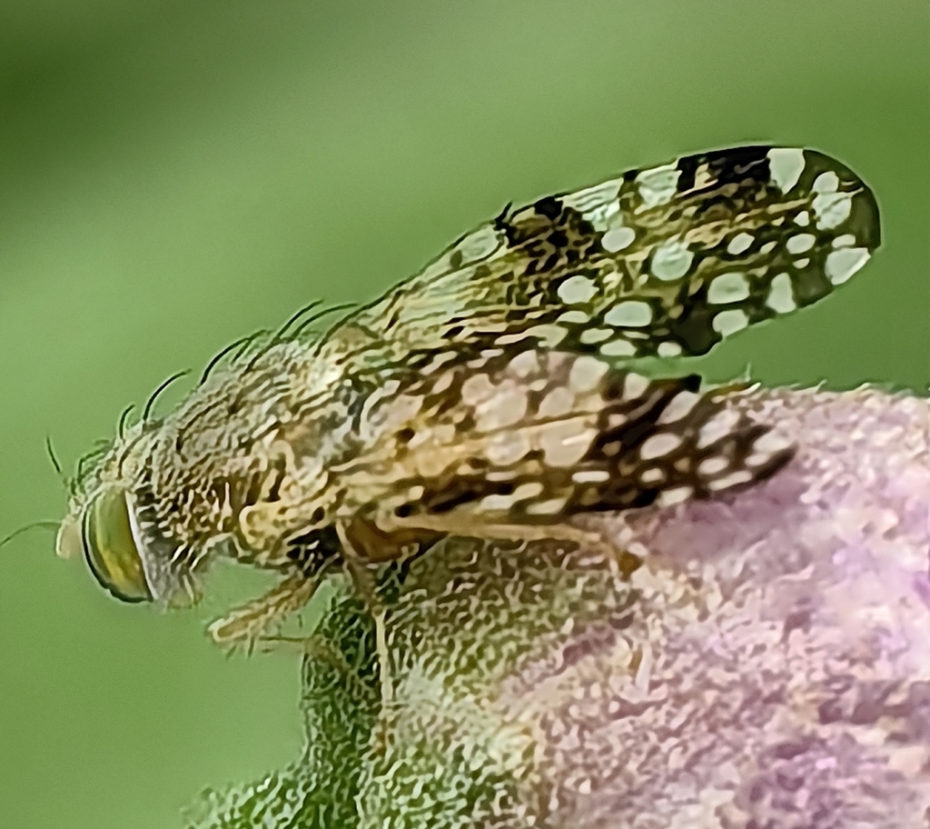 Sourbush Seed Fly from México on March 23, 2025 at 02:40 PM by ...