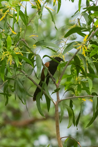 Centropus bengalensis