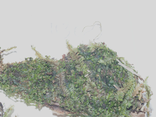 Cryptolophocolea ciliolata observed 2025-03-20