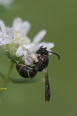 Parancistrocerus histrio