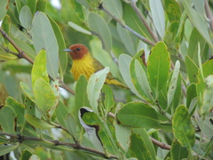 Setophaga petechia bryanti