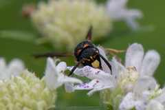 Parancistrocerus histrio