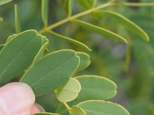 Gaudichaud's senna (Senna gaudichaudii)