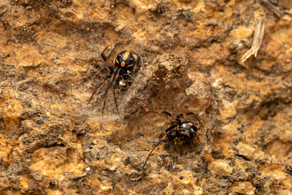 Southern Black Widow