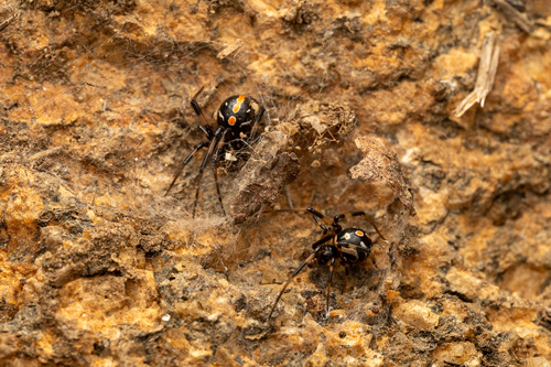 Southern black widow