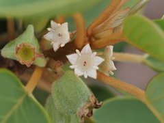 Gouania hillebrandii, photograph (c) Kevin Faccenda, some rights reserved (CC BY)