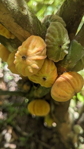 Plinia salticola