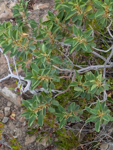 Gouania hillebrandii