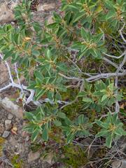 Gouania hillebrandii