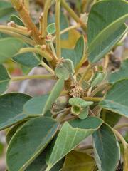 Gouania hillebrandii, photograph (c) Kevin Faccenda, some rights reserved (CC BY)