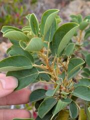 Gouania hillebrandii, photograph (c) Kevin Faccenda, some rights reserved (CC BY)