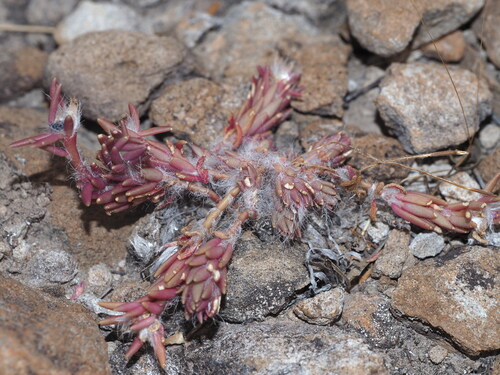 Portulaca pilosa observed 2025-03-19