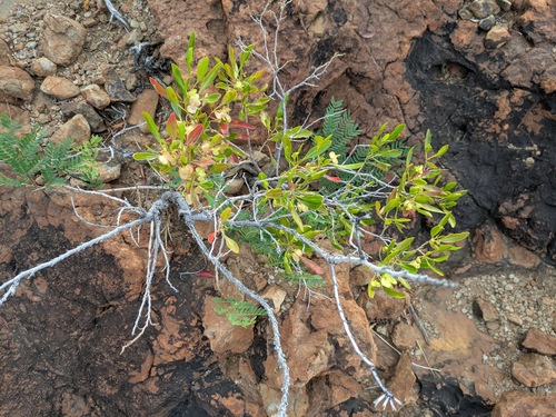 Dodonaea viscosa observed 2025-03-19