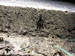 Allonemobius socius