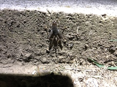 Allonemobius socius