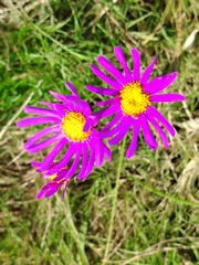 Senecio pulcher