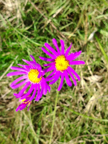 Senecio pulcher, photograph 3