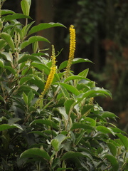 Abatia parviflora