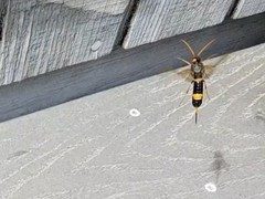 Urocerus flavicornis