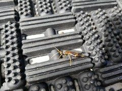 Urocerus flavicornis